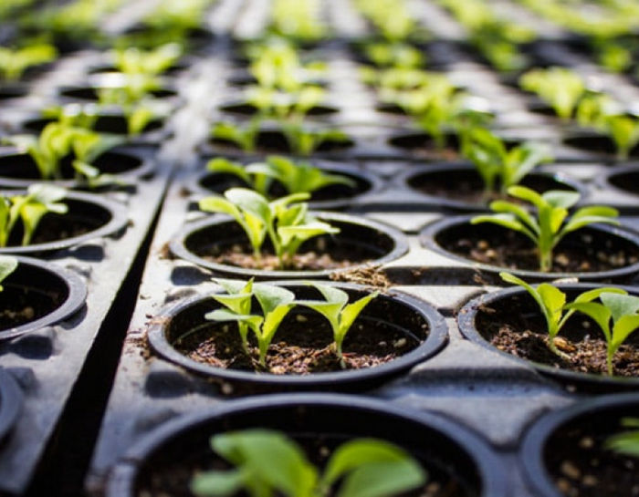 8 лучших форумов по выращиванию каннабиса в Рунете